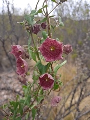 Philibertia gilliesii