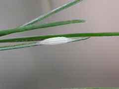 Chionaspis pinifoliae