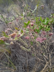 Philibertia gilliesii