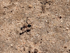 Camponotus intrepidus