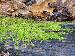 Callicladium imponens