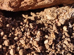 Novomessor albisetosus