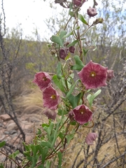 Philibertia gilliesii