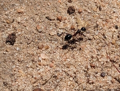Camponotus intrepidus