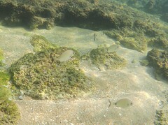 Diplodus
