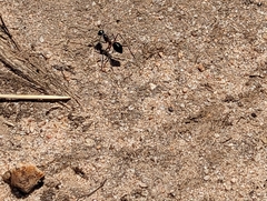 Camponotus intrepidus