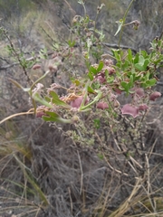 Philibertia gilliesii