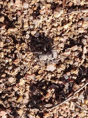 Phidippus octopunctatus