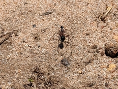 Camponotus intrepidus