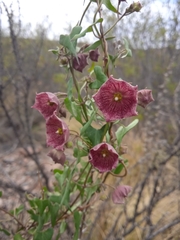 Philibertia gilliesii