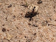 Camponotus intrepidus