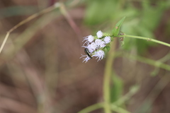 Acmaeodera scalaris