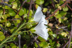 Linum monogynum monogynum