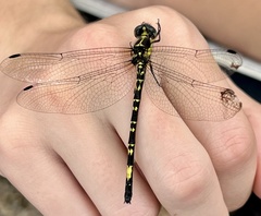 Eusynthemis nigra