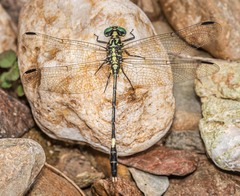 Austrogomphus amphiclitus