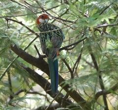 Platycercus eximius eximius