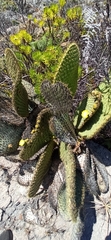 Opuntia galapageia