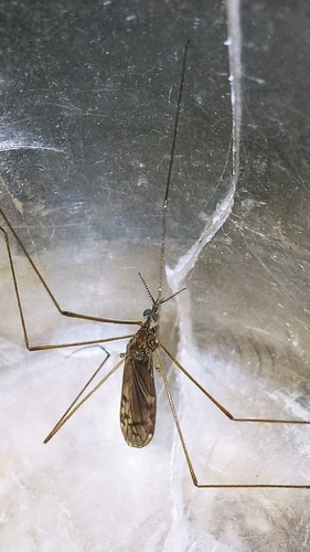 Rhipidia (Rhipidia) nigrorostrata