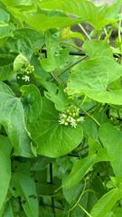 Cynanchum laeve
