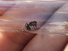 Camponotus ulcerosus
