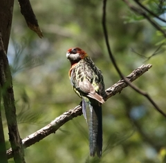 Platycercus eximius eximius