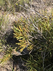 Hakea vittata