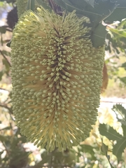 Banksia lemanniana