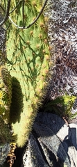 Opuntia galapageia