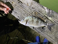 Orthopristis chrysoptera