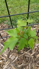 Toxicodendron radicans