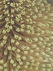 Banksia lemanniana