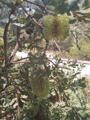 Banksia lemanniana