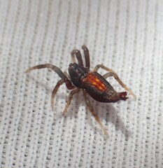 Arachnura