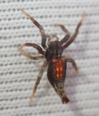 Arachnura