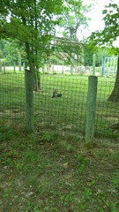 Marmota monax
