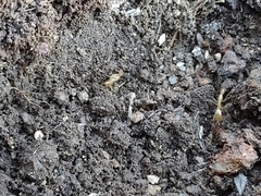 Camponotus festinatus