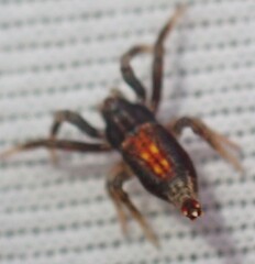 Arachnura