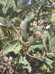 Banksia lemanniana