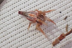 Arachnura