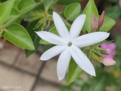 Jasminum multiflorum