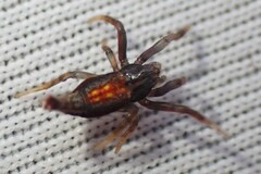 Arachnura