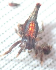 Arachnura