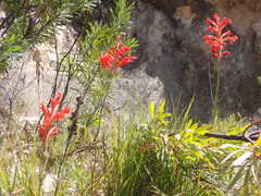 Tritoniopsis triticea