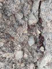 Cyphomyrmex flavidus