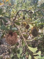 Banksia lemanniana