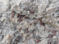 Cyphomyrmex flavidus