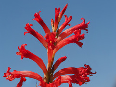 Tritoniopsis triticea