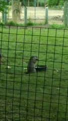 Marmota monax