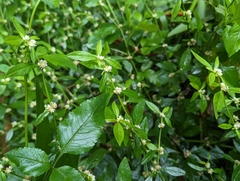 Alternanthera sessilis