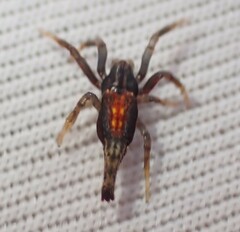 Arachnura